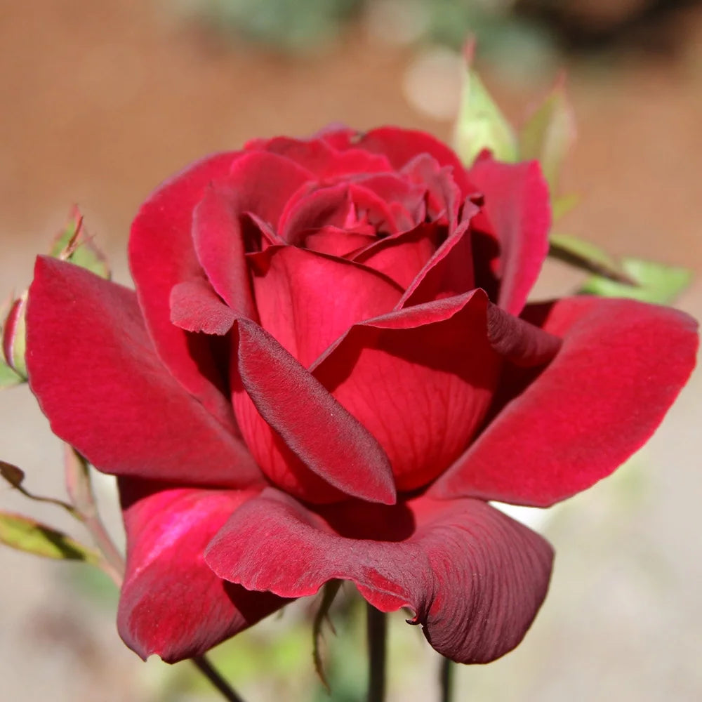 Red Hybrid Tea Rose Bush U2459