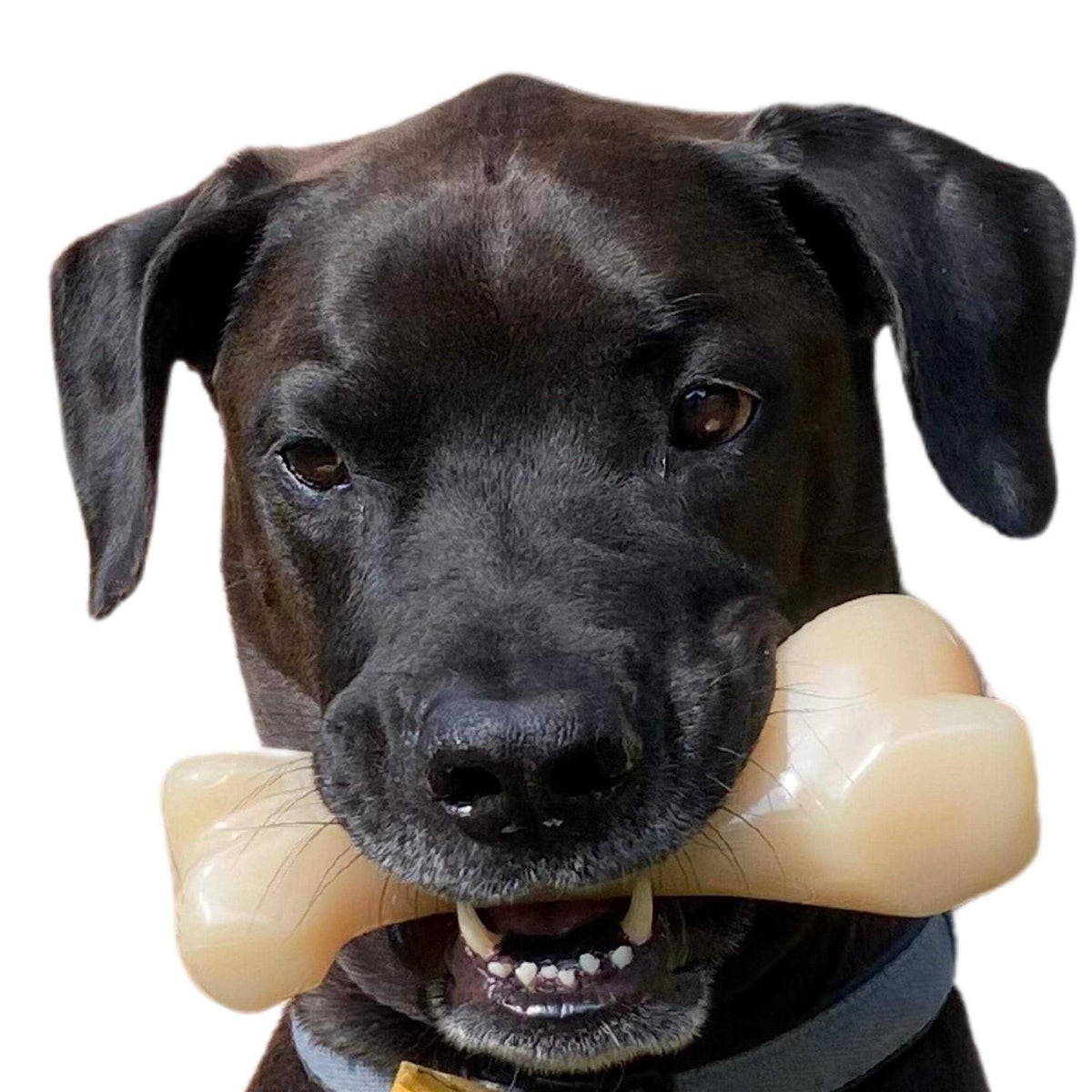 Big Chew Beef Bone Y319