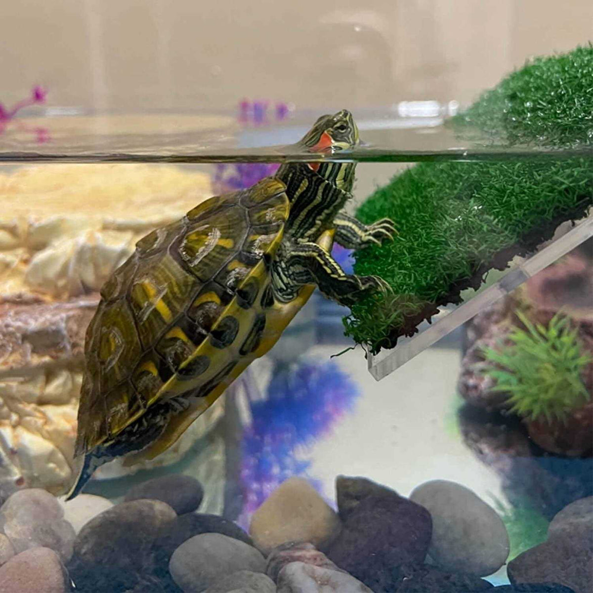 Turtle Basking Platform W914921
