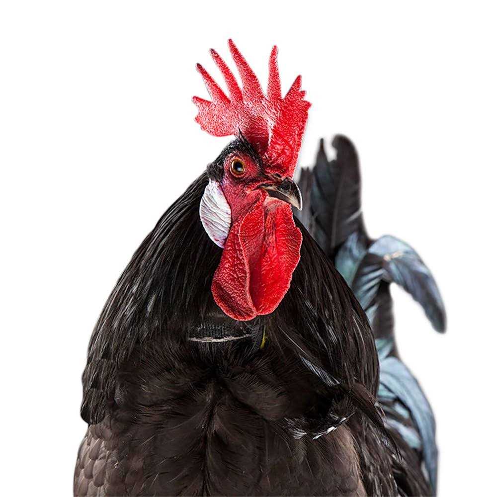 No-Crow Rooster Collar Y63853