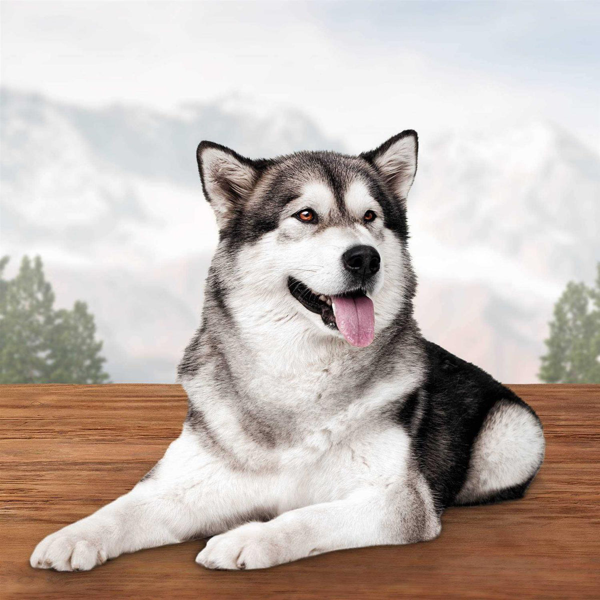 Dog Treats R933