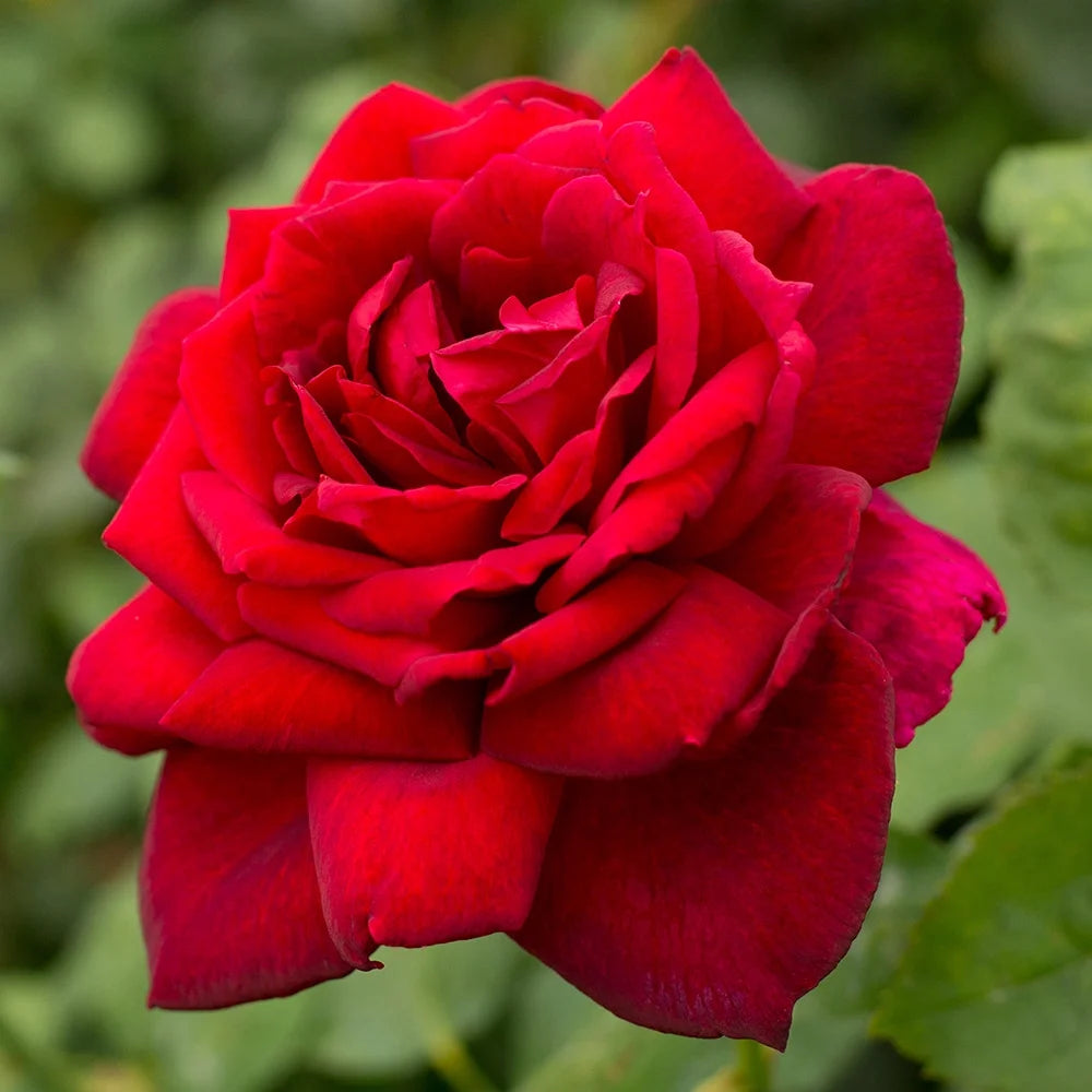Red Hybrid Tea Rose Bush U2459