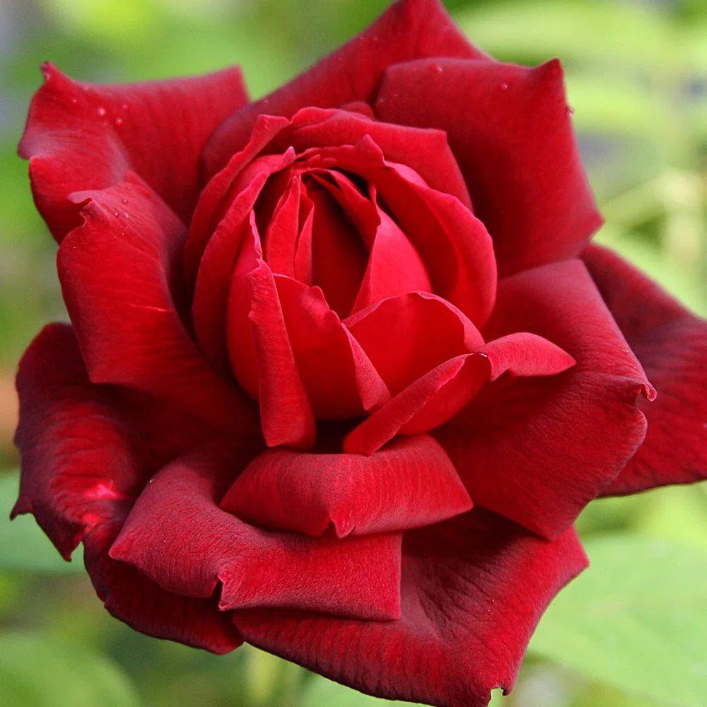 Red Hybrid Tea Rose Bush U2459