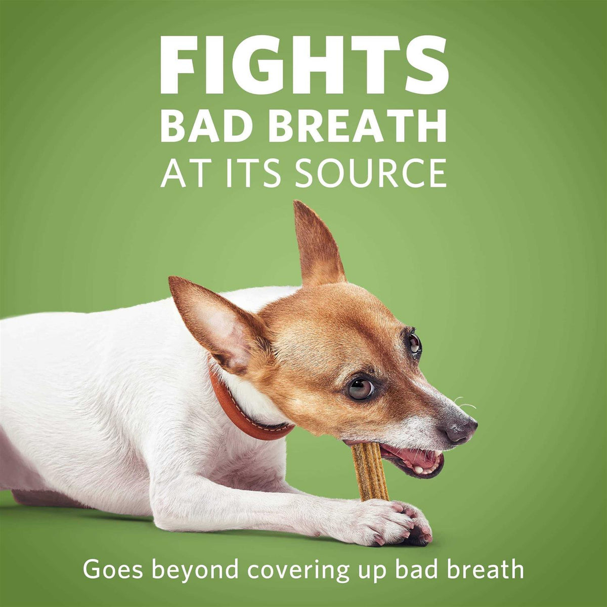Daily Oral Care Mini Dog Chews J436910