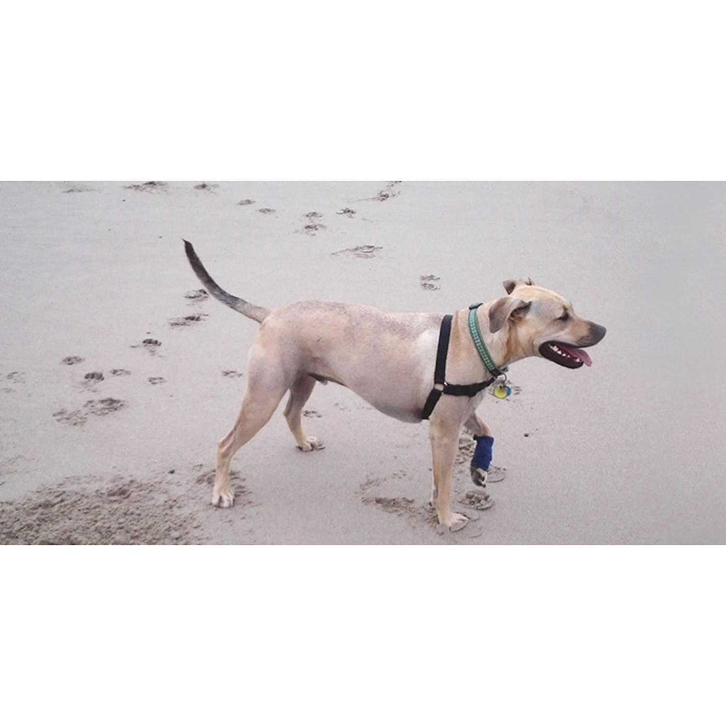 Dog Wraps Q4521