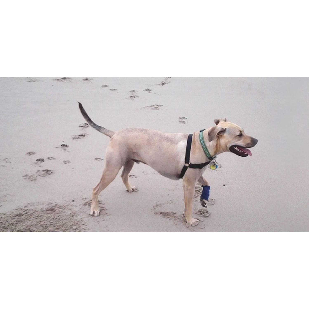 Dog Wraps Q4521