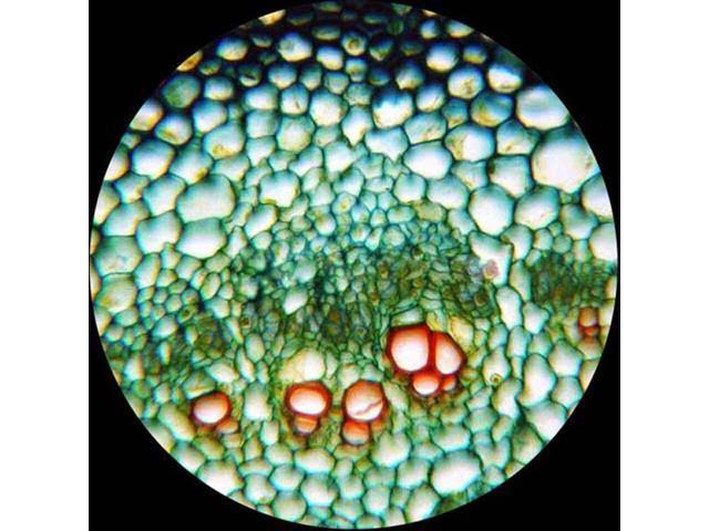 40X-2000X LED Monocular Compound Microscope with 9MP Camera U9387