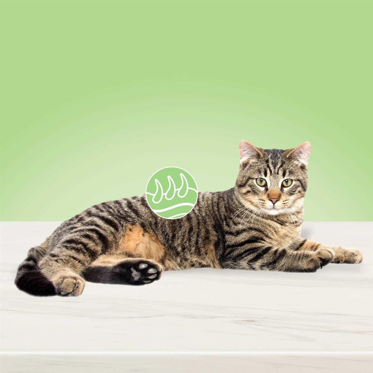 Natural Skin & Coat Care Adult Dry Cat Food N85560