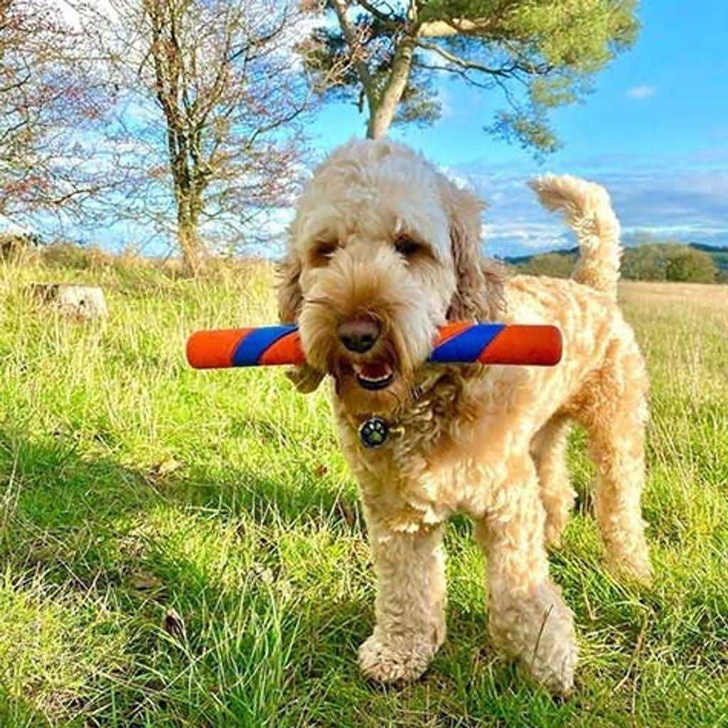 Dog Toy V37251