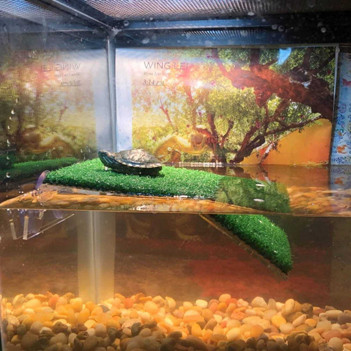 Turtle Basking Platform W914921